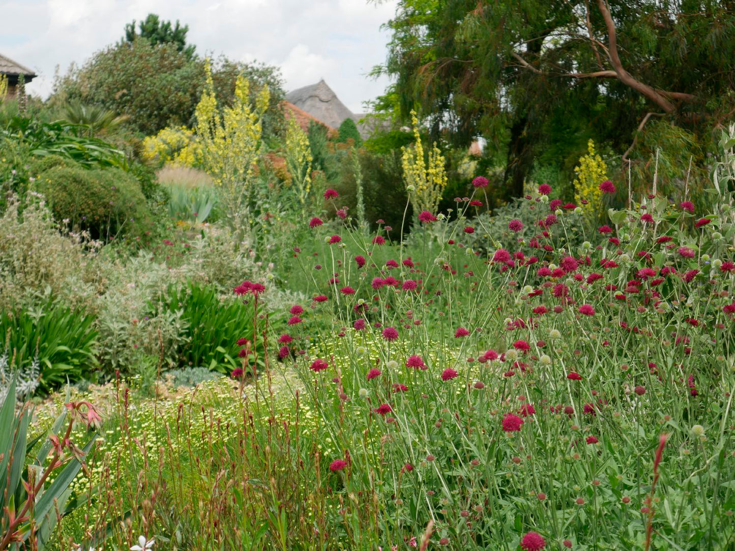 Knautia macedonica (Witwenblume)
