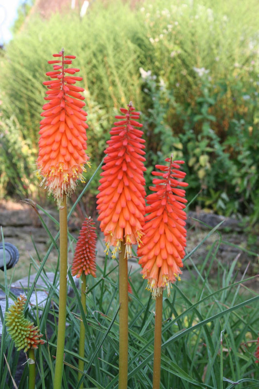 Kniphofia uvaria 'Alcazar' Fackellilie