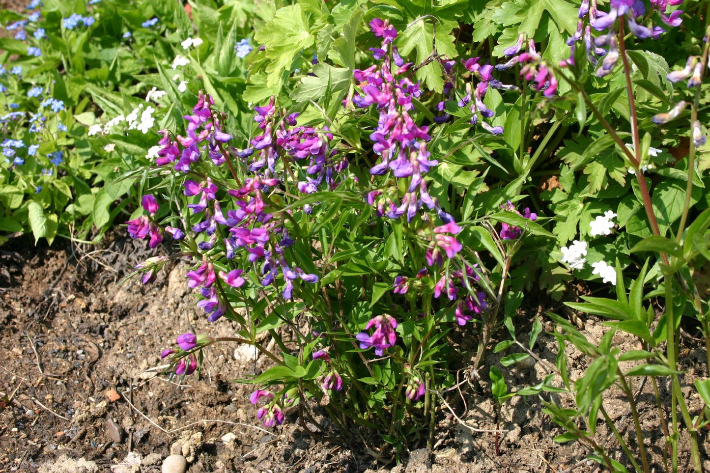 Lathyrus vernus (Frühlings-Platterbse)