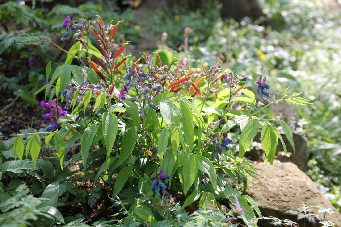 Lathyrus vernus (Frühlings-Platterbse)