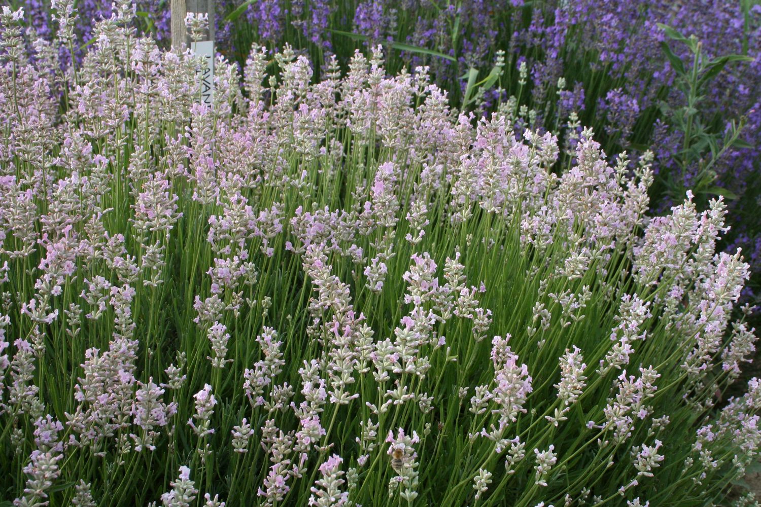 Lavandula angustifolia 'Rosea' Rosablühender Lavendel