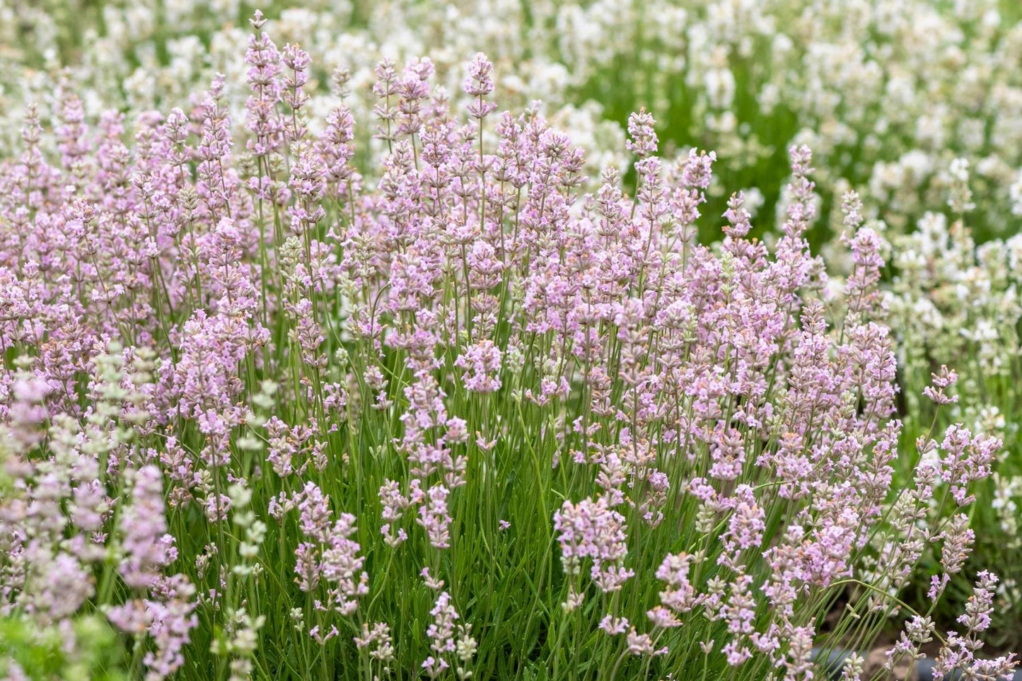Lavandula angustifolia 'Rosea' Rosablühender Lavendel