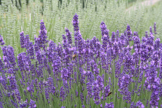 Lavandula angustifolia 'Hidcote Blue' Tiefviolettblühender Lavendel