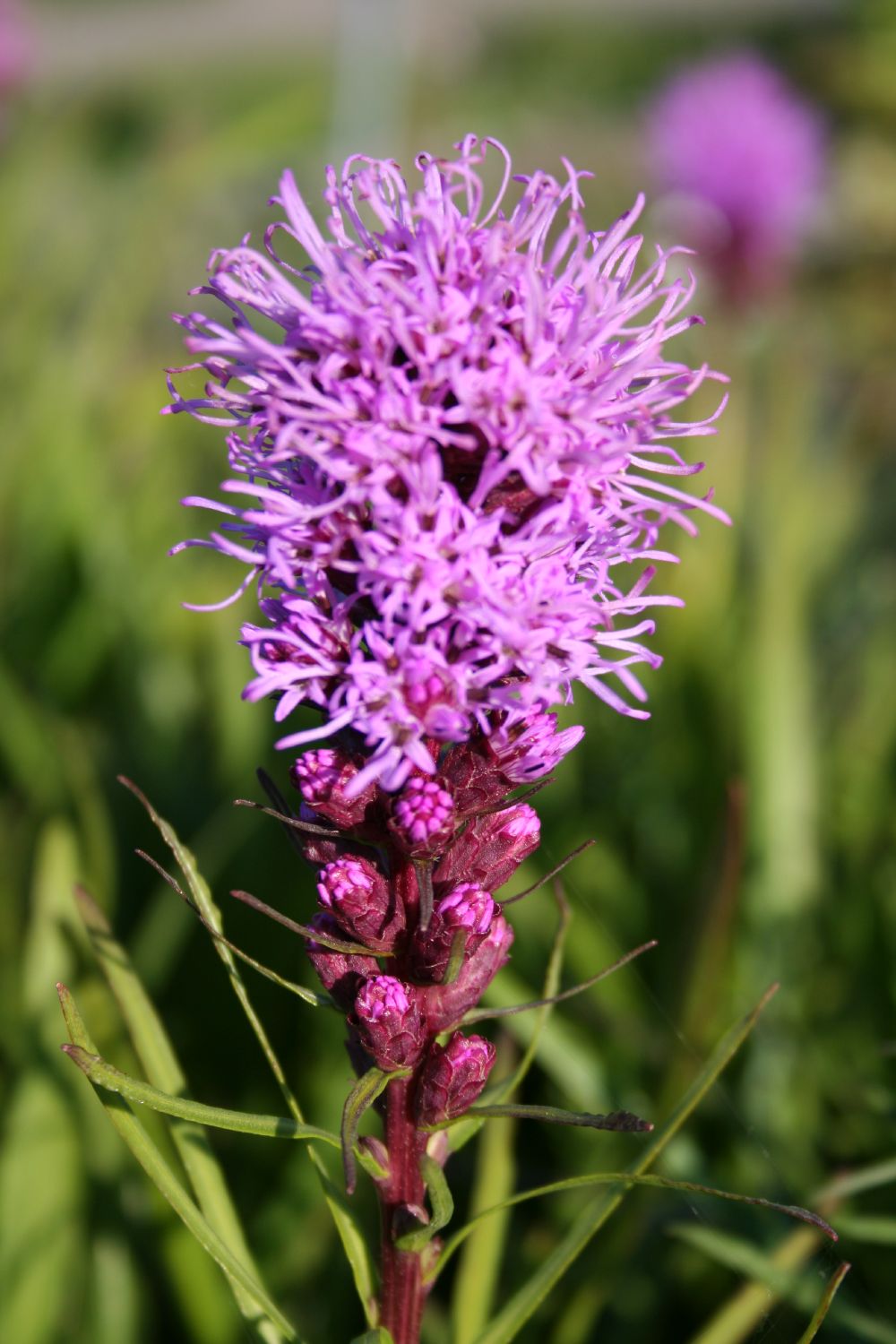 Liatris spicata 'Floristan Violett' Ährige Garten-Prachtscharte