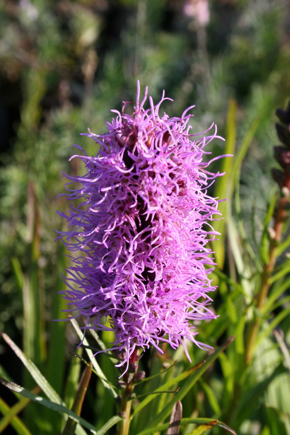Liatris spicata 'Kobold' Ährige Prachtscharte
