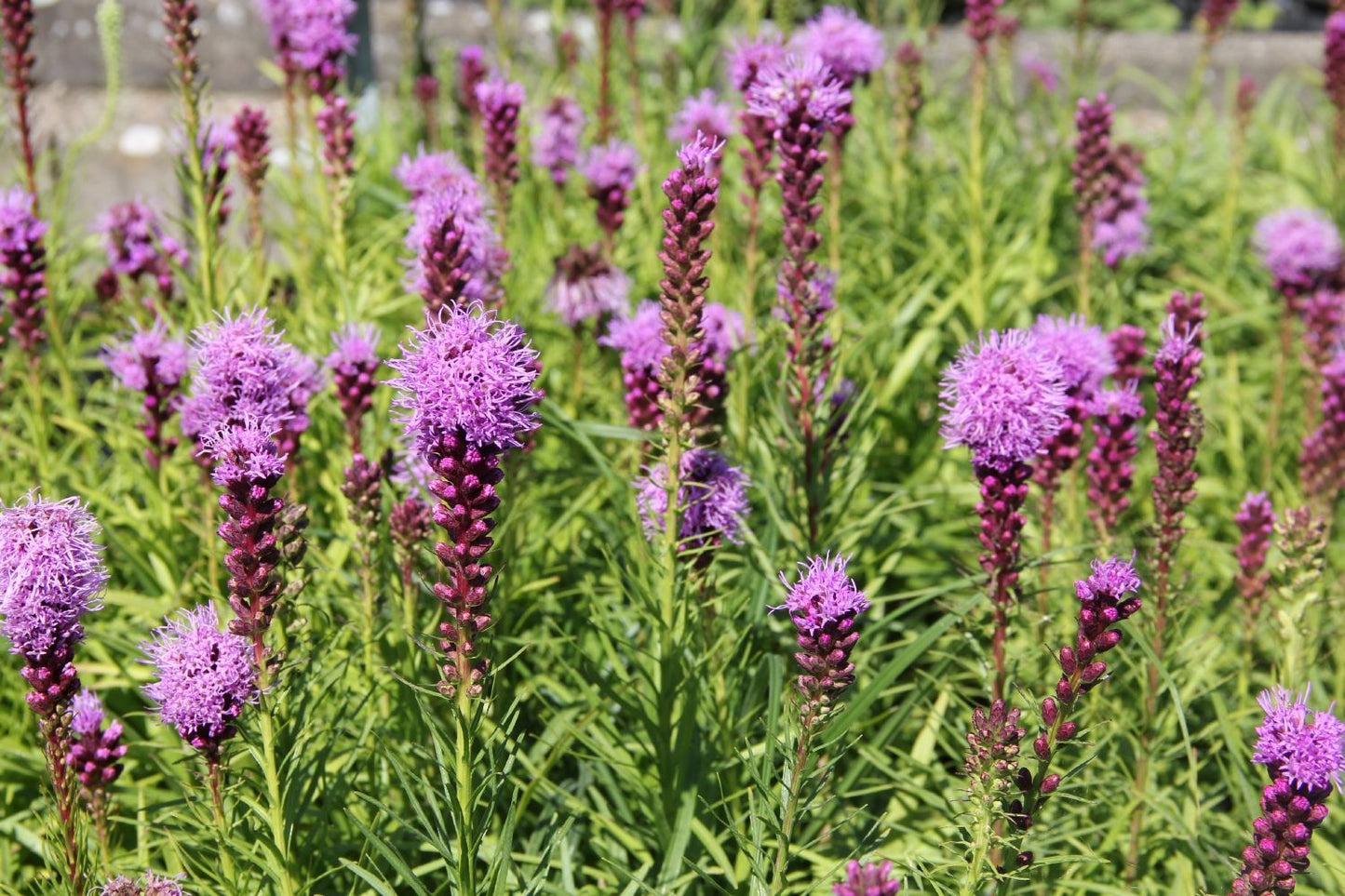 Liatris spicata 'Kobold' (Ährige Prachtscharte)