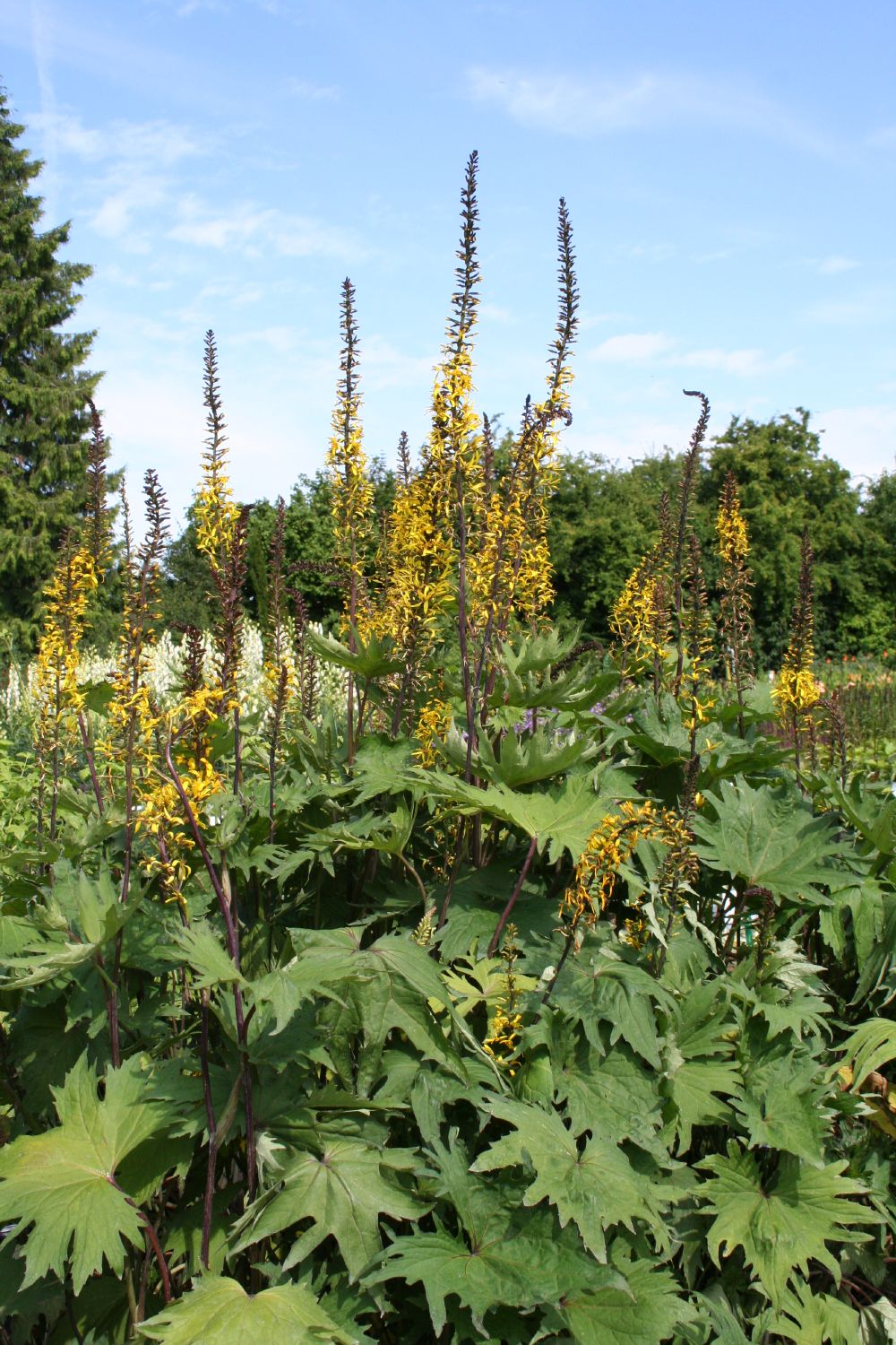 Ligularia przewalskii Przewalskis Kerzen-Goldkolben
