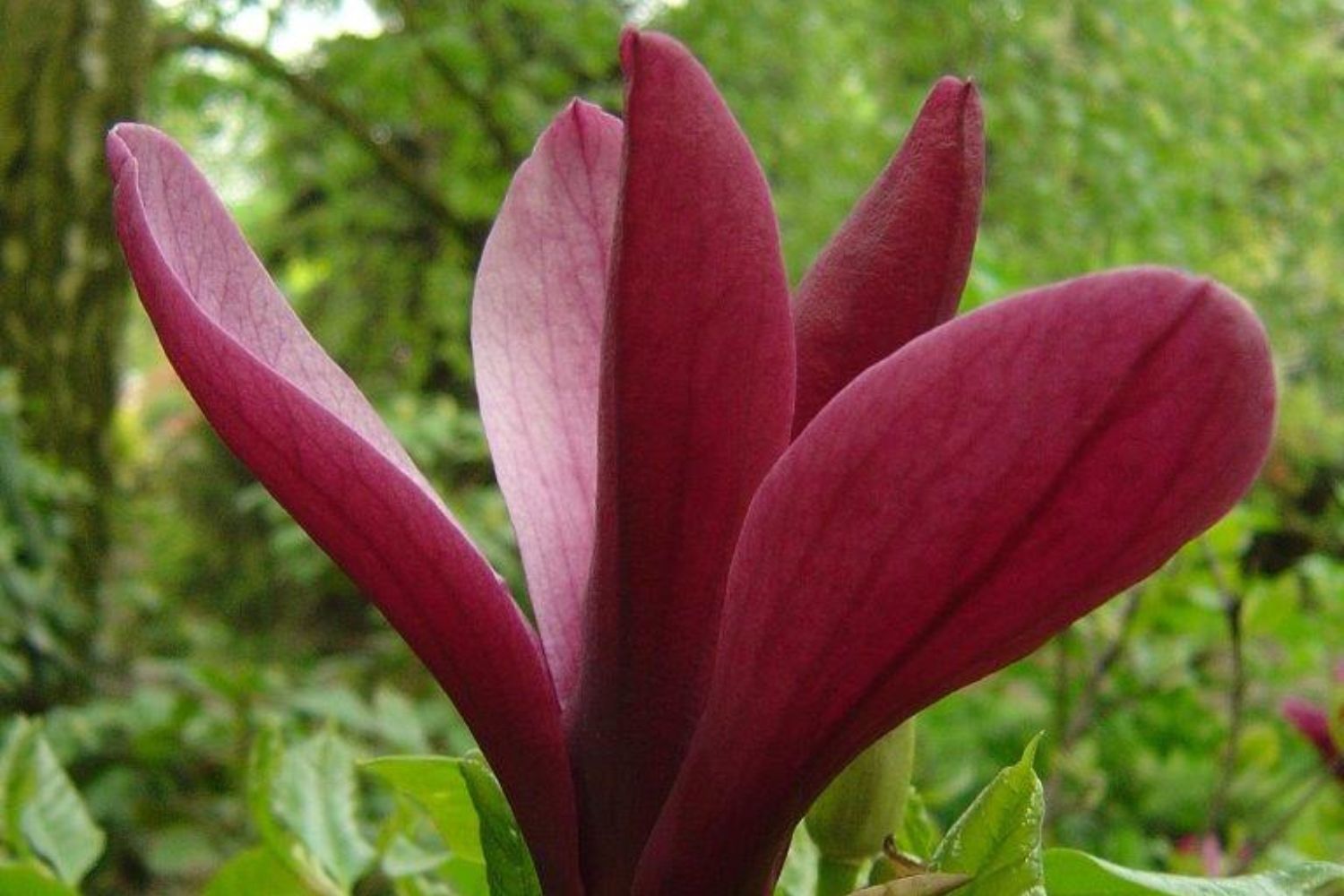 Magnolia liliiflora 'Nigra' Purpur-Magnolie