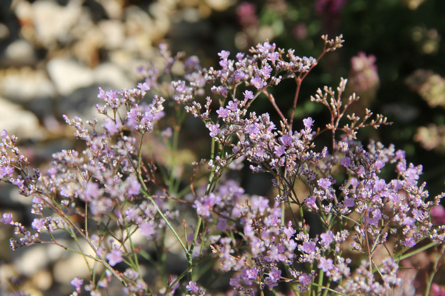Limonium latifolium Breitblättriger Steppenschleier Limonium latifolium Breitblättriger Steppenschleier