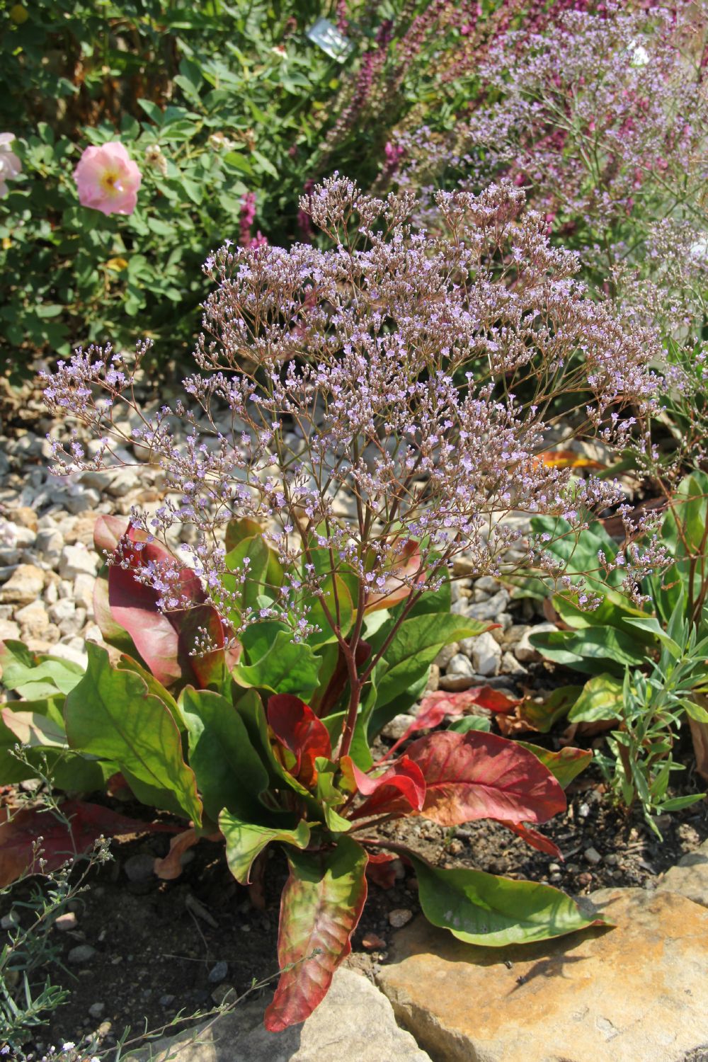 Limonium latifolium (Breitblättriger Steppenschleier) Limonium latifolium (Breitblättriger Steppenschleier)