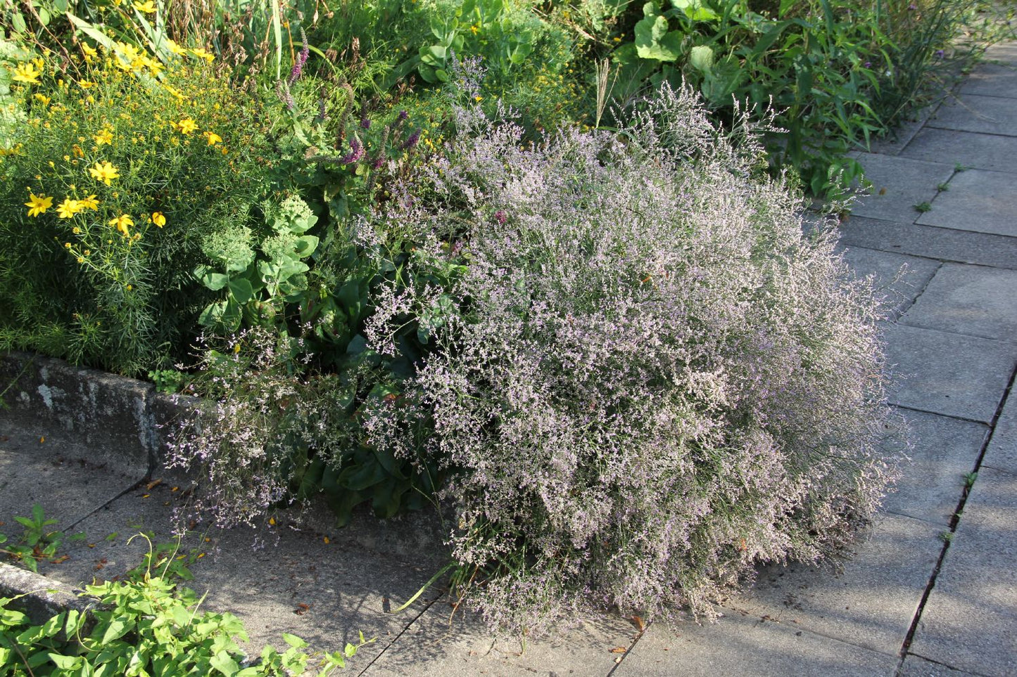 Limonium latifolium (Breitblättriger Steppenschleier) Limonium latifolium (Breitblättriger Steppenschleier)