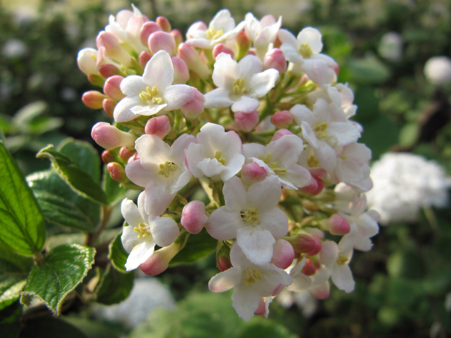 Viburnum carlesii 'Aurora' Korea-Duft-Schneeball