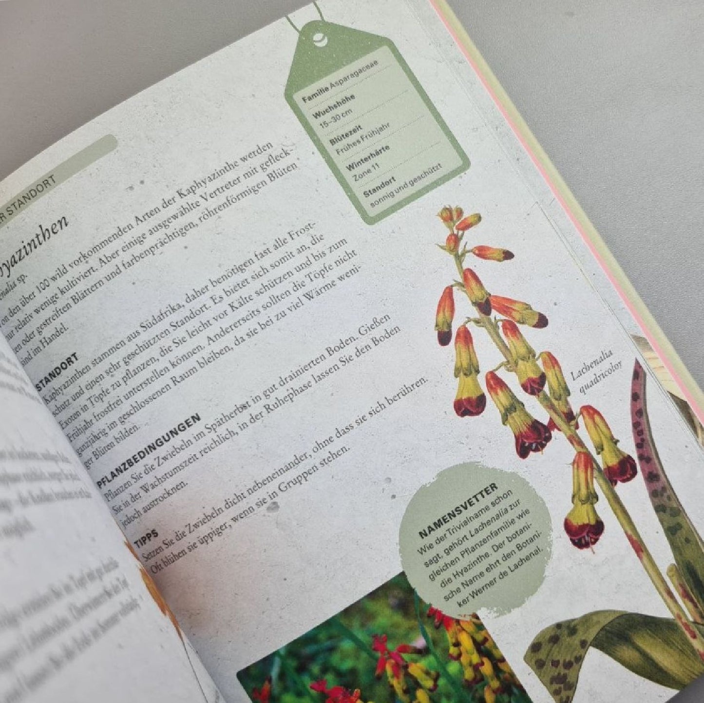 Zwiebelpflanzen und Knollenblumen (Richard Wilford)