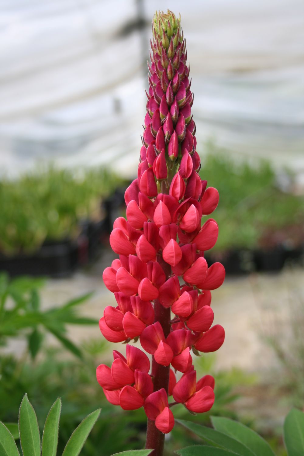 Lupinus polyphyllus 'Edelknabe' Garten-Lupine