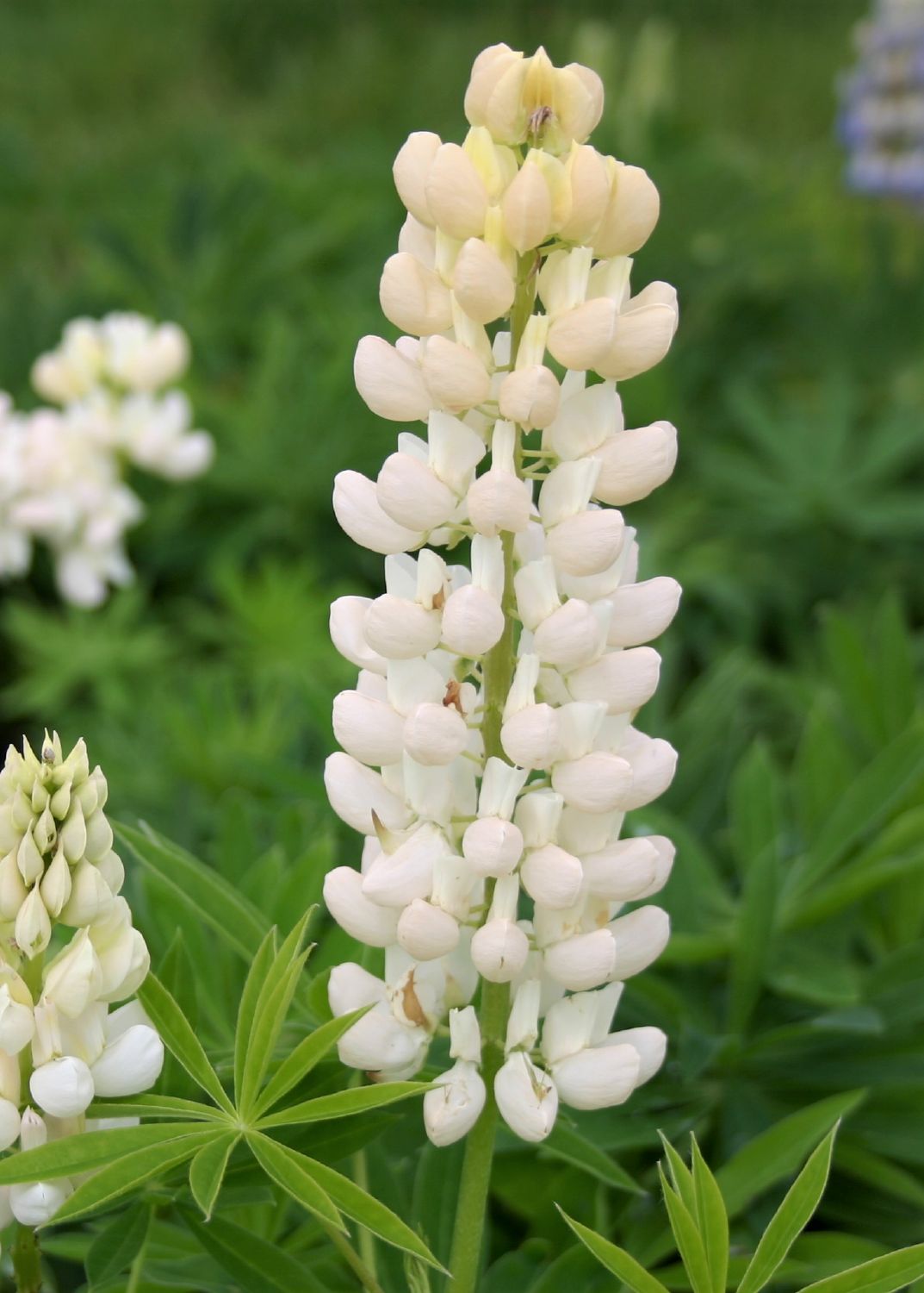 Lupinus polyphyllus 'Fräulein' Garten-Lupine
