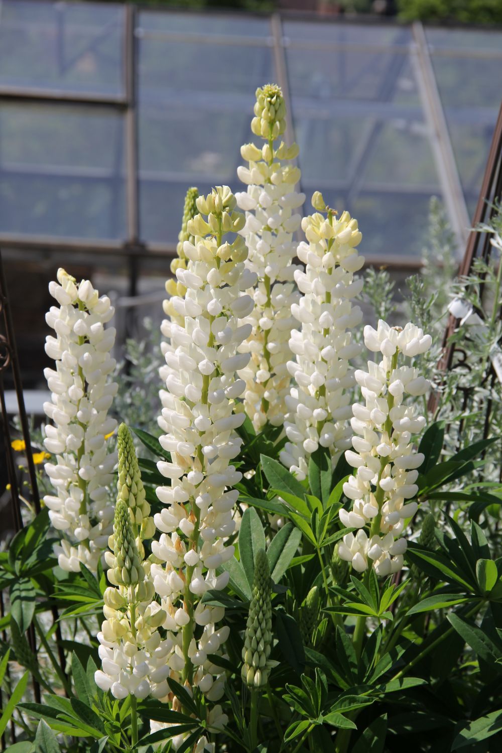 Lupinus polyphyllus 'Fräulein' (Garten-Lupine)