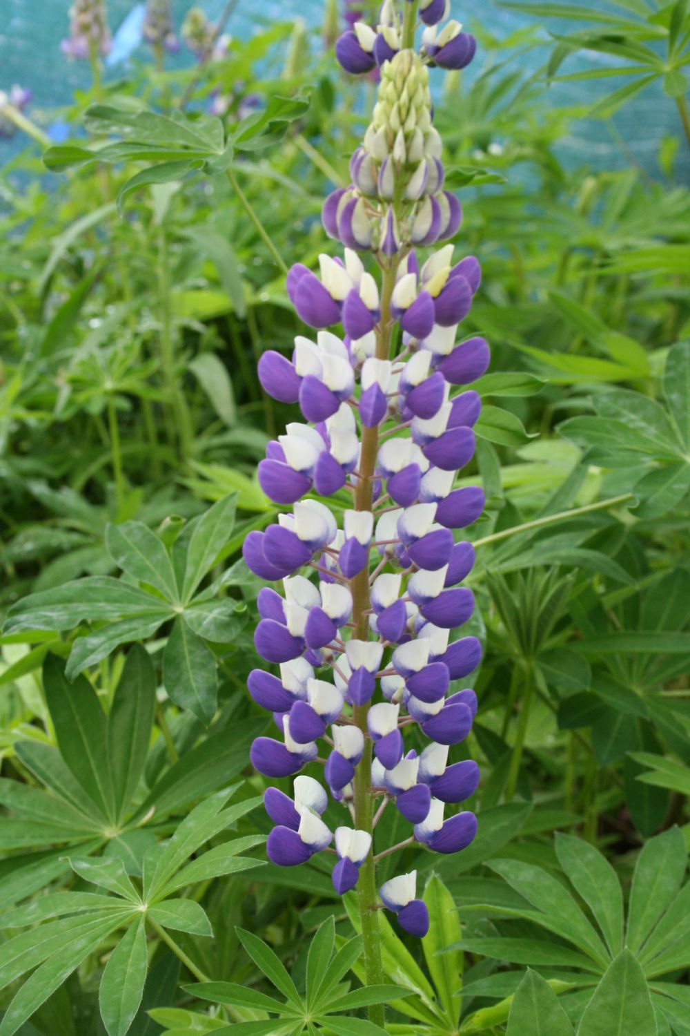 Lupinus polyphyllus 'Kastellan' Garten-Lupine
