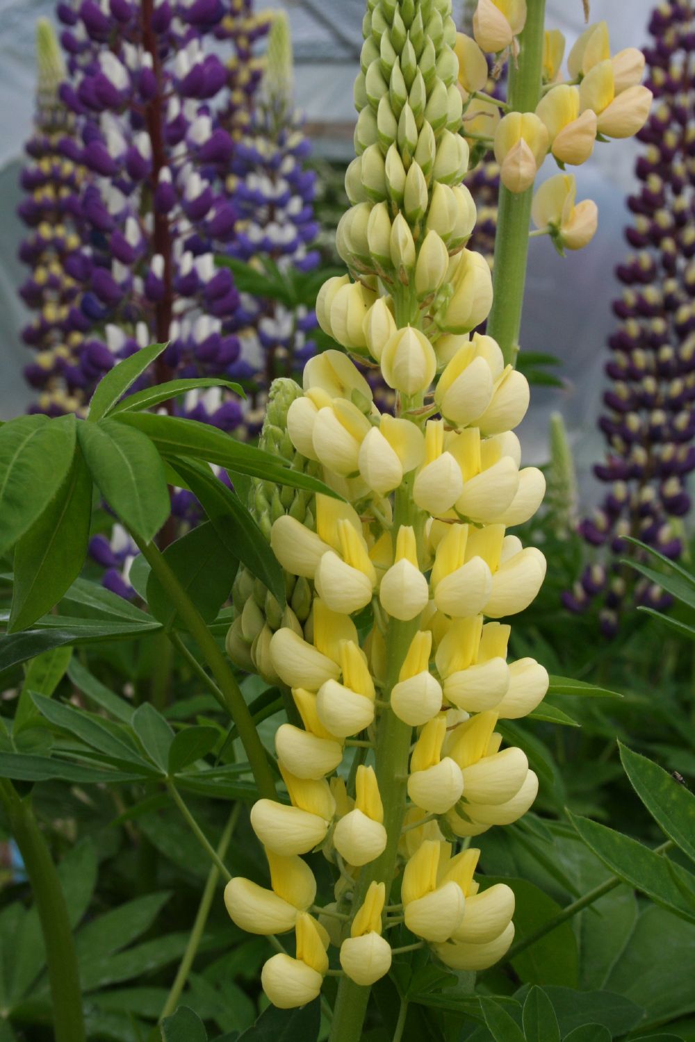 Lupinus polyphyllus 'Kronleuchter' Garten-Lupine