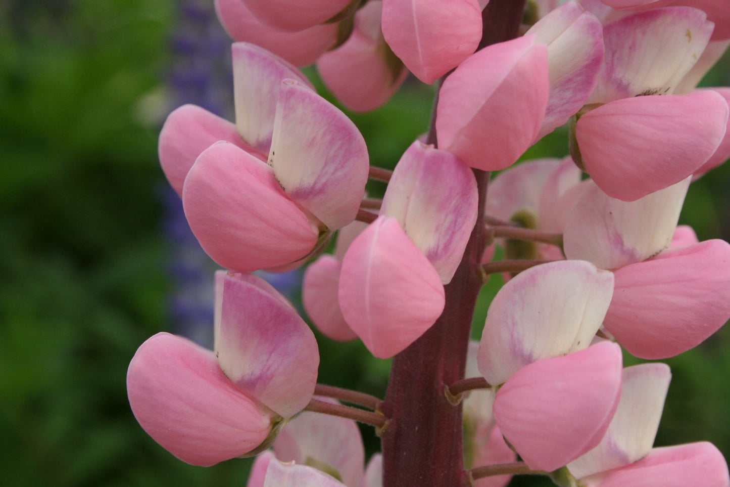 Lupinus polyphyllus 'Schlossfrau' (Garten-Lupine)