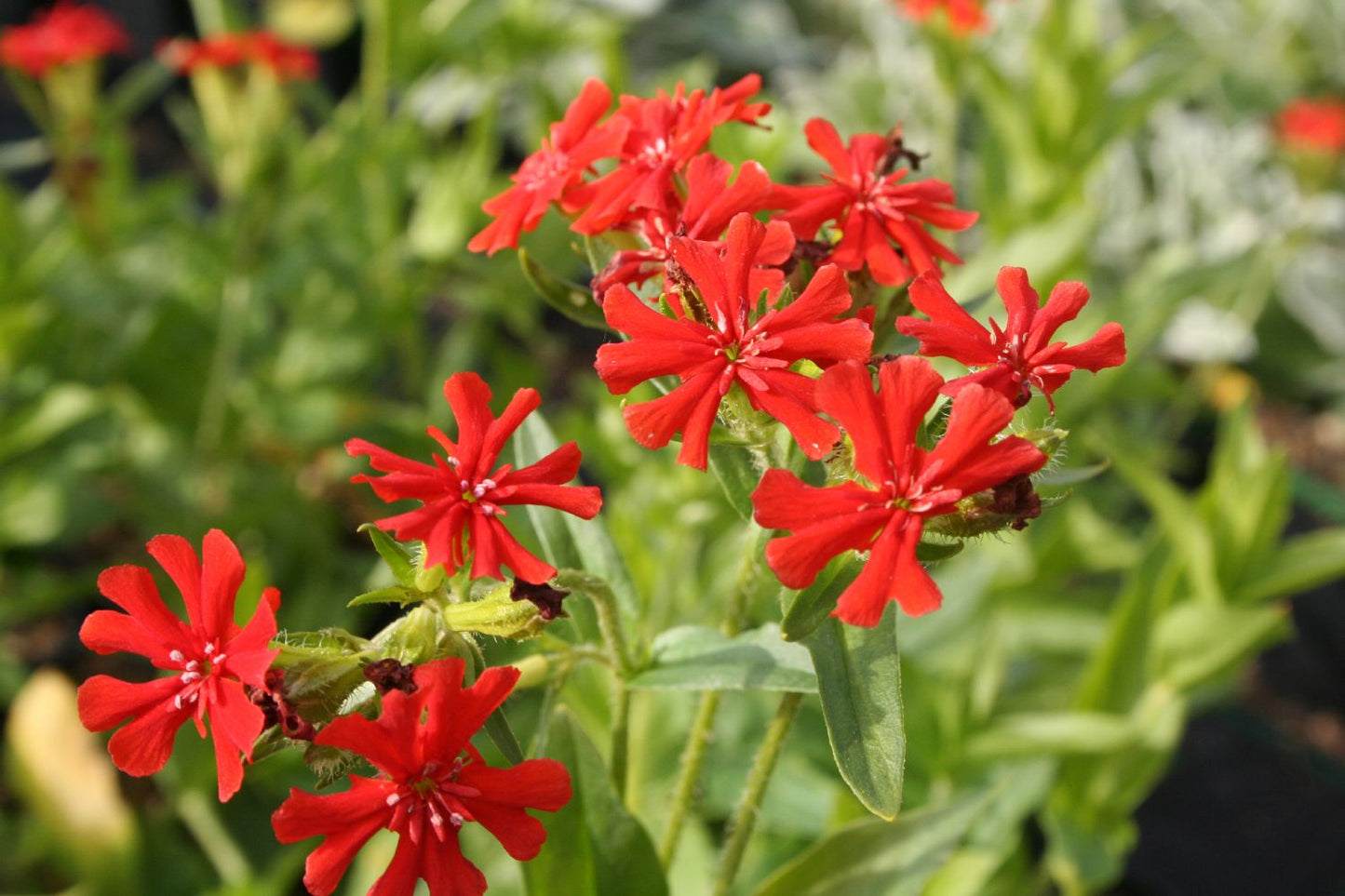 Lychnis chalcedonica Brennende Liebe
