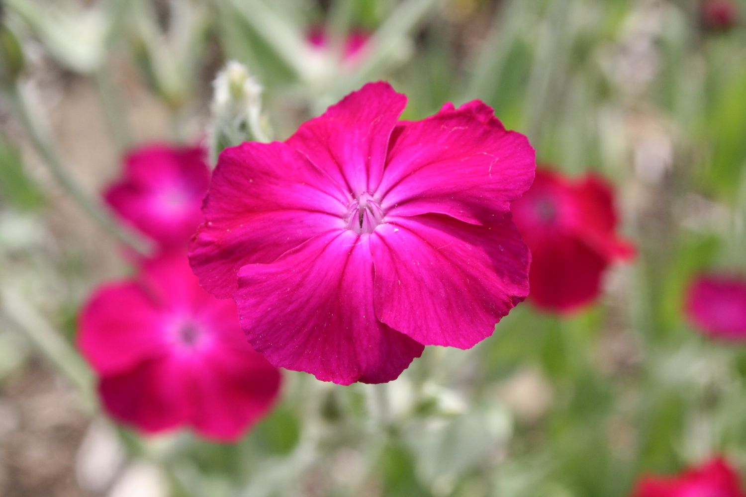 Lychnis coronaria Vexiernelke