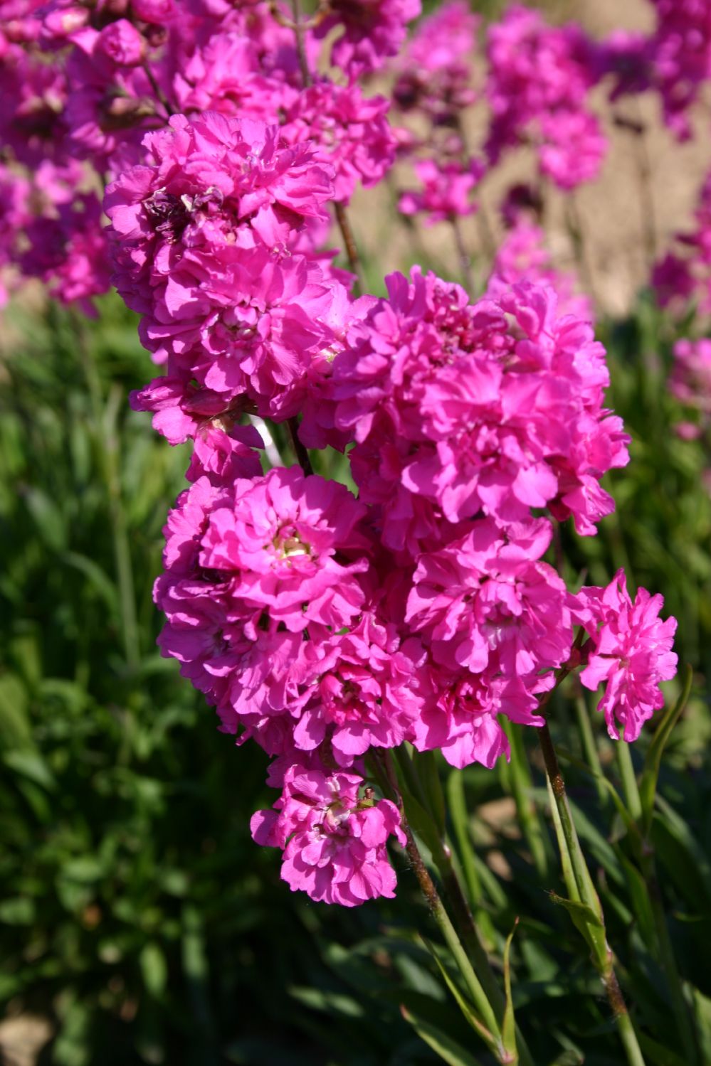 Lychnis viscaria 'Plena' Gefülltblühende Garten-Pechnelke