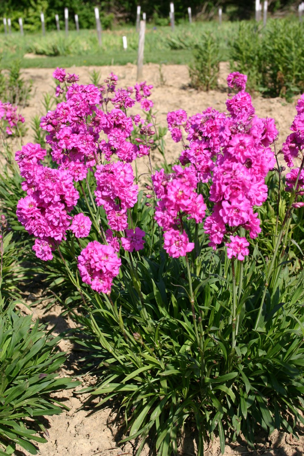 Lychnis viscaria 'Plena' (Gefülltblühende Garten-Pechnelke)