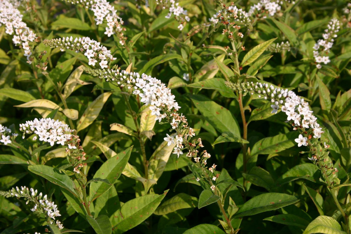 Lysimachia clethroides (Schnee-Felberich)