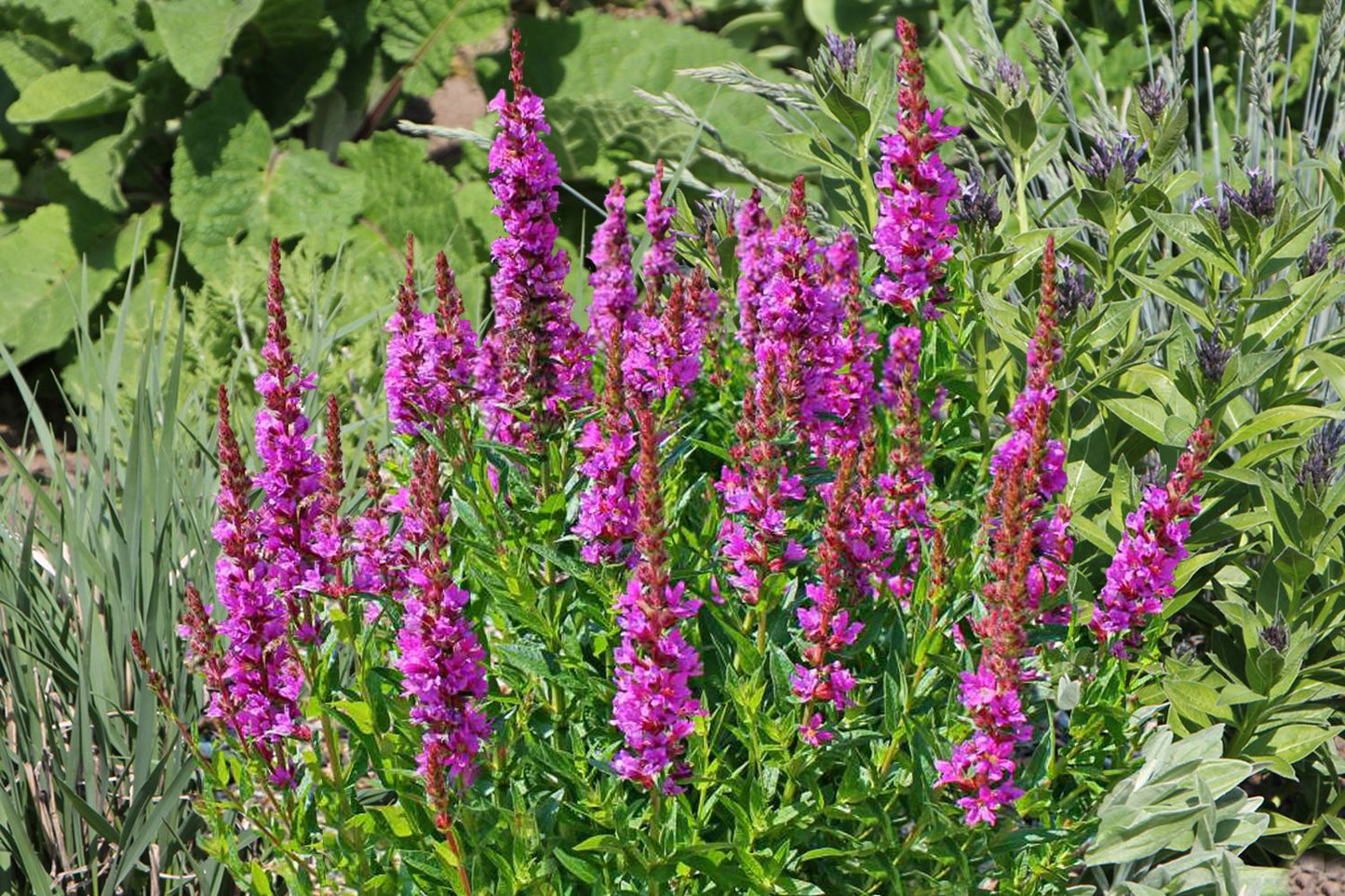 Lythrum salicaria 'Robert' Blut-Weiderich