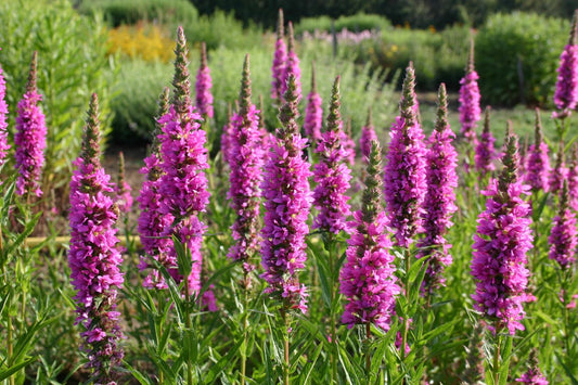 Lythrum salicaria 'Stichflamme' Blut-Weiderich