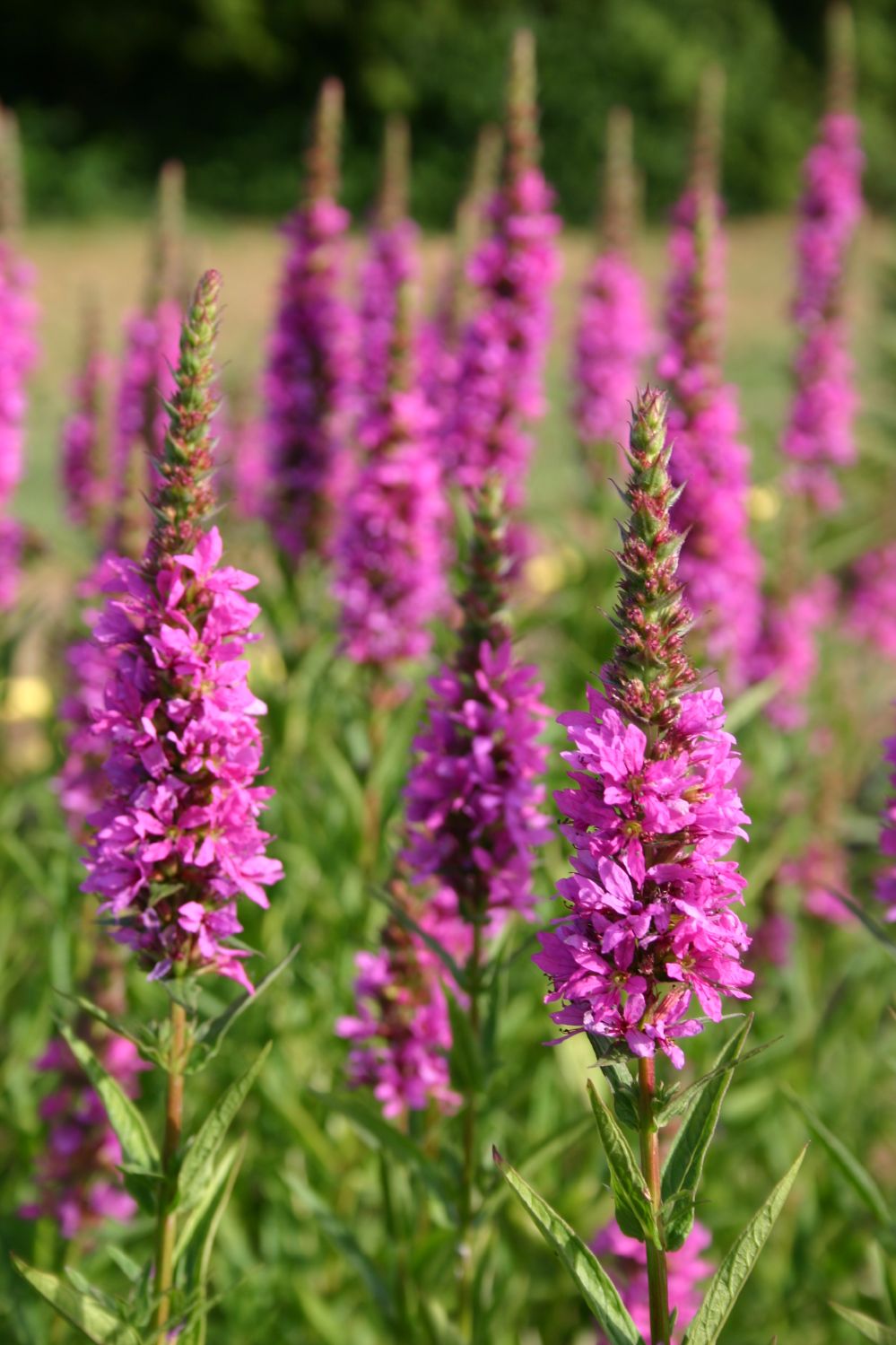 Lythrum salicaria 'Stichflamme' (Blut-Weiderich)