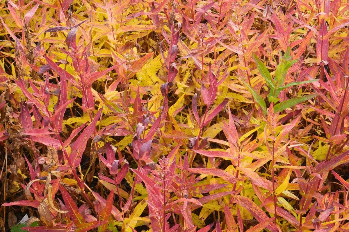 Lythrum salicaria 'Stichflamme' (Blut-Weiderich)