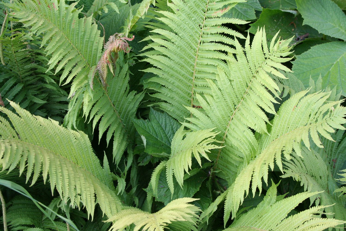 Matteuccia struthiopteris Europäischer Straußenfarn