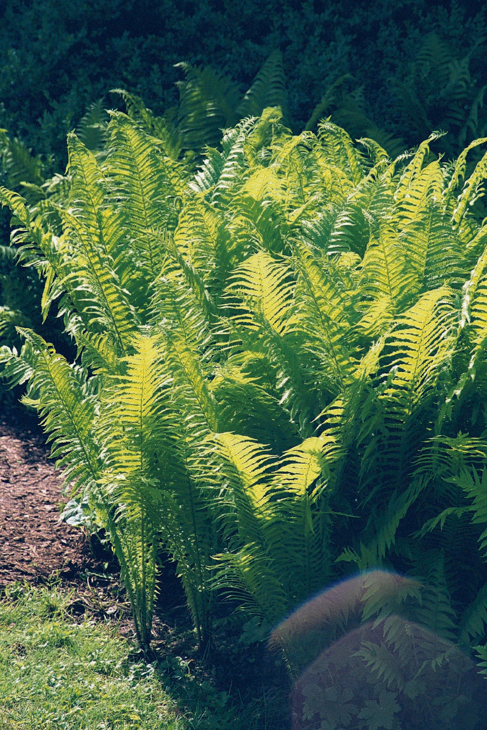 Matteuccia struthiopteris (Europäischer Straußenfarn)