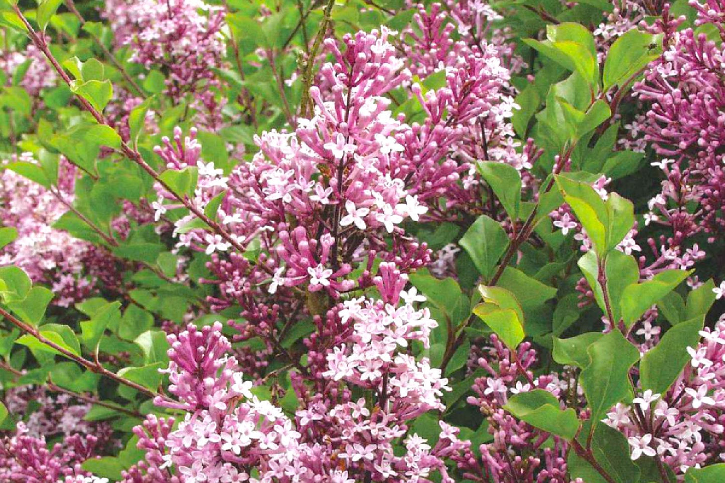 Syringa meyeri 'Palibin' Chinesischer Zwergflieder