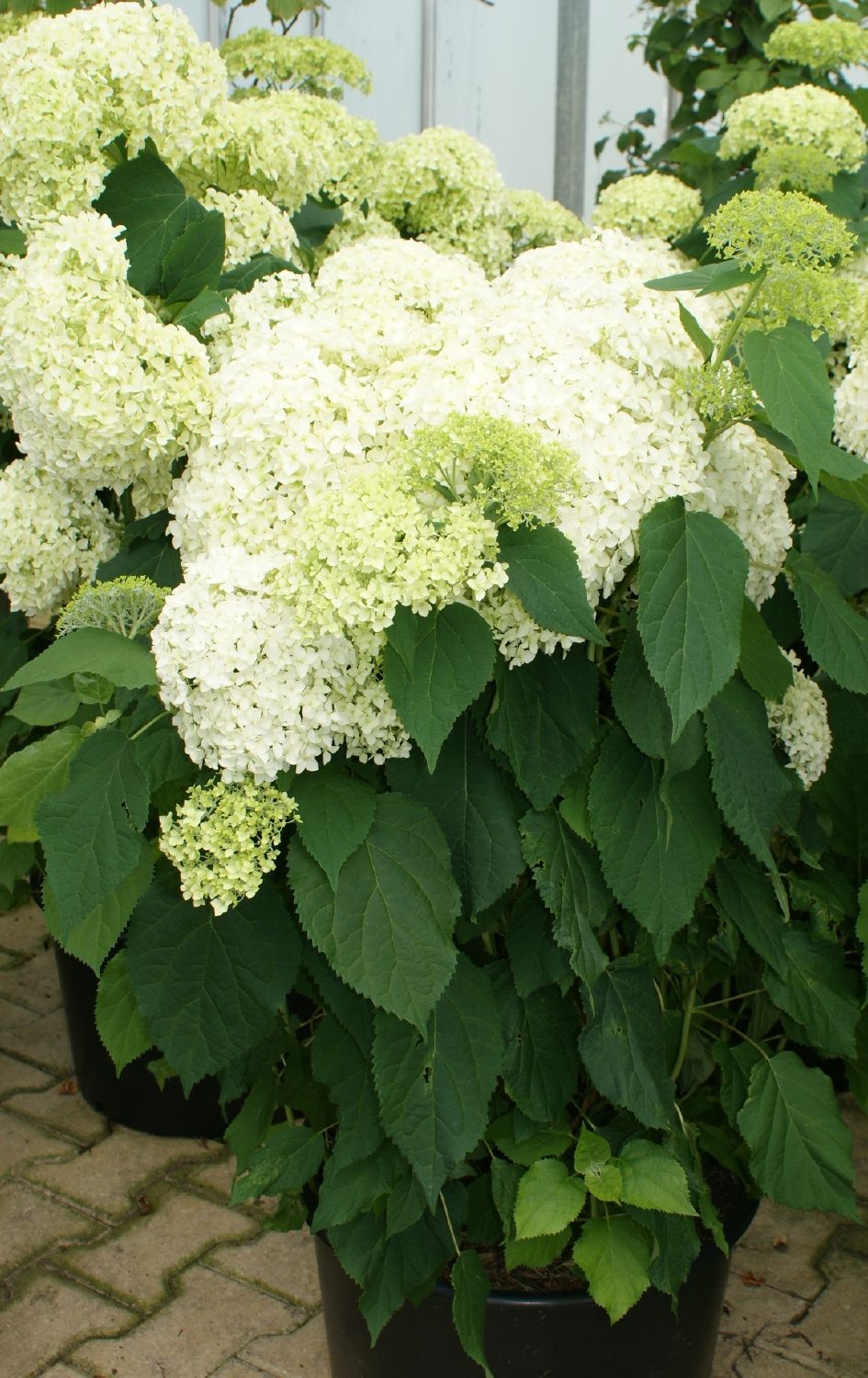 Hydrangea arborescens 'Annabelle' Strauchhortensie