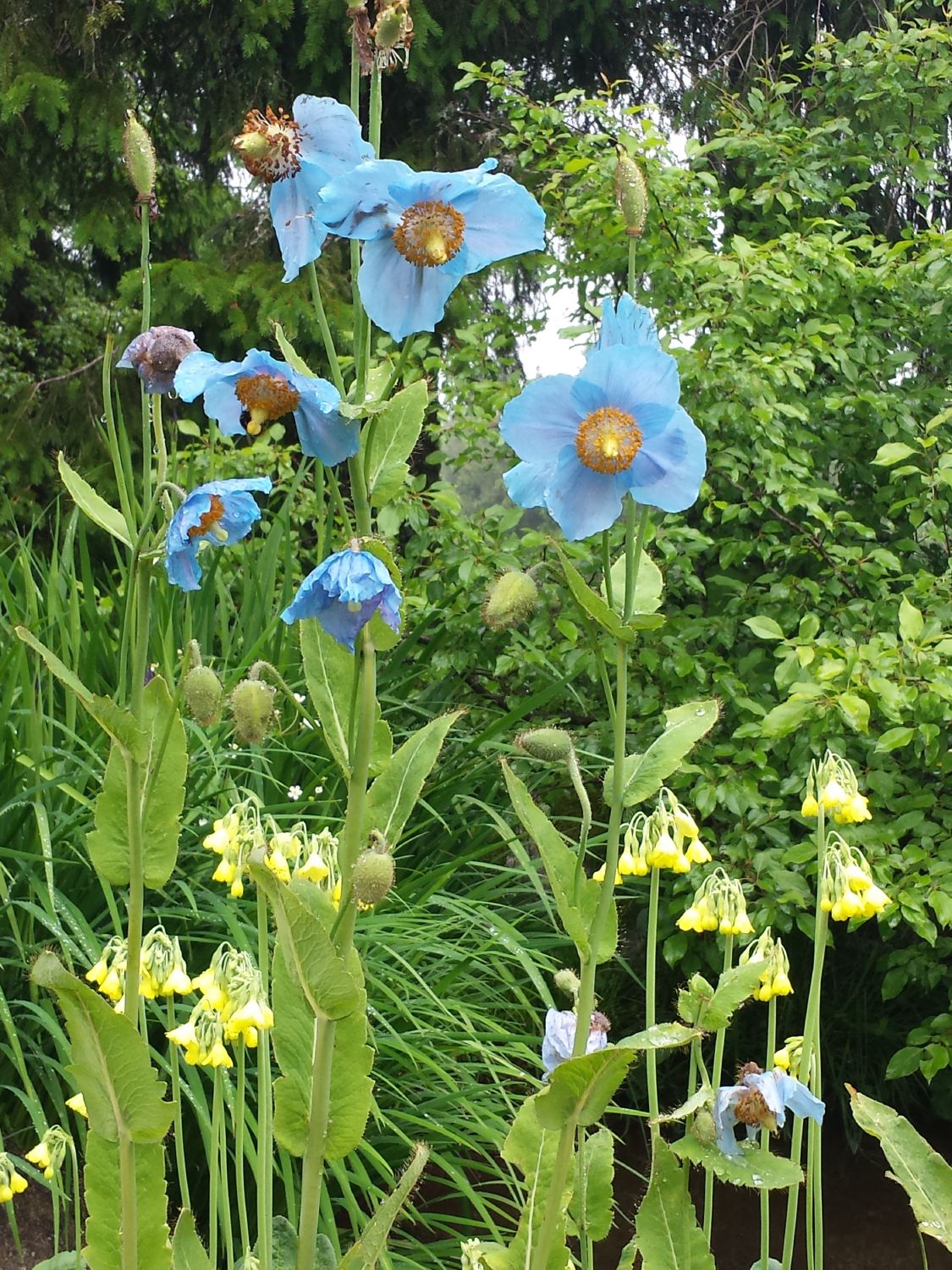 Meconopsis betonicifolia Blaublühender Scheinmohn