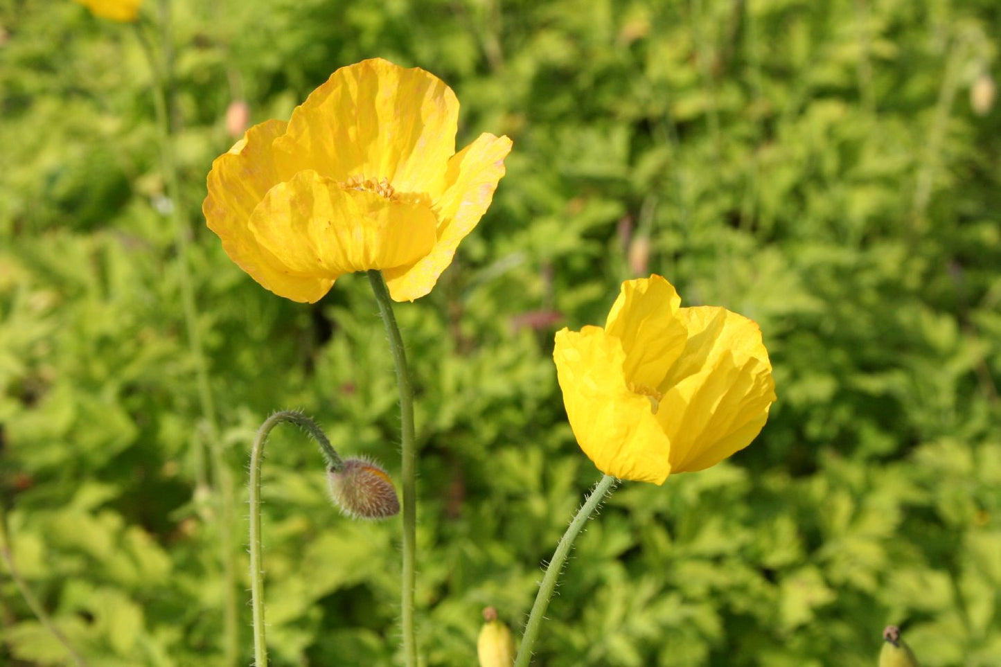 Meconopsis cambrica Kambrischer Scheinmohn