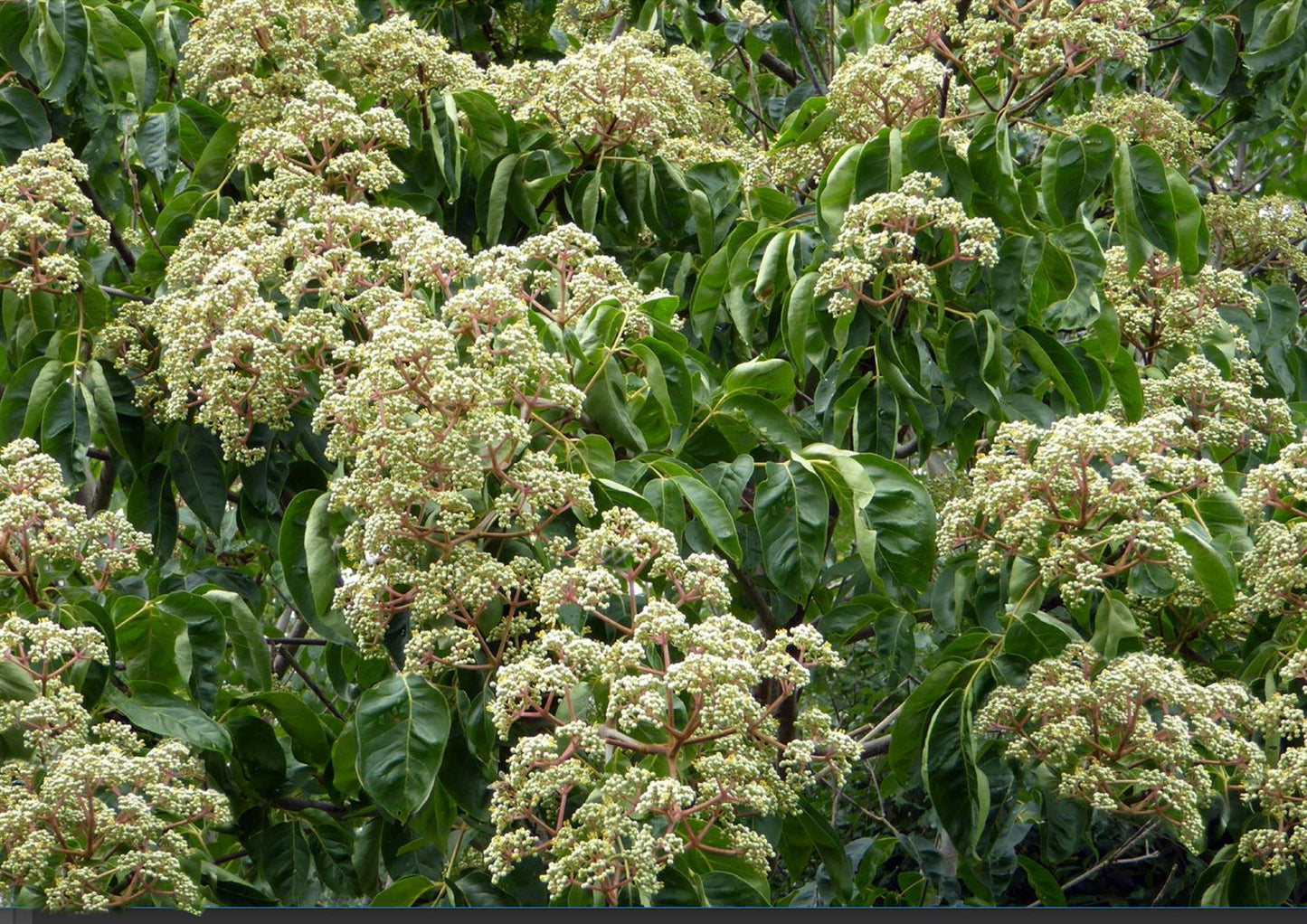 Tetradium daniellii - Euodia hupehensis Bienenbaum | Tausendblütenstrauch