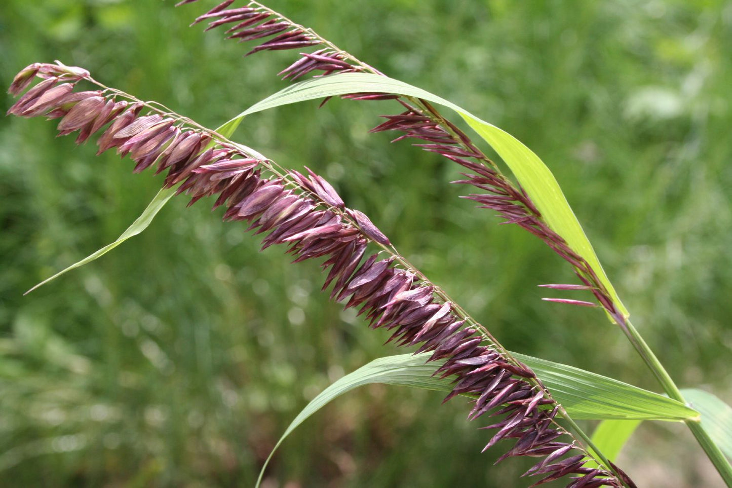 Melica altissima 'Atropurpurea' Garten-Perlgras