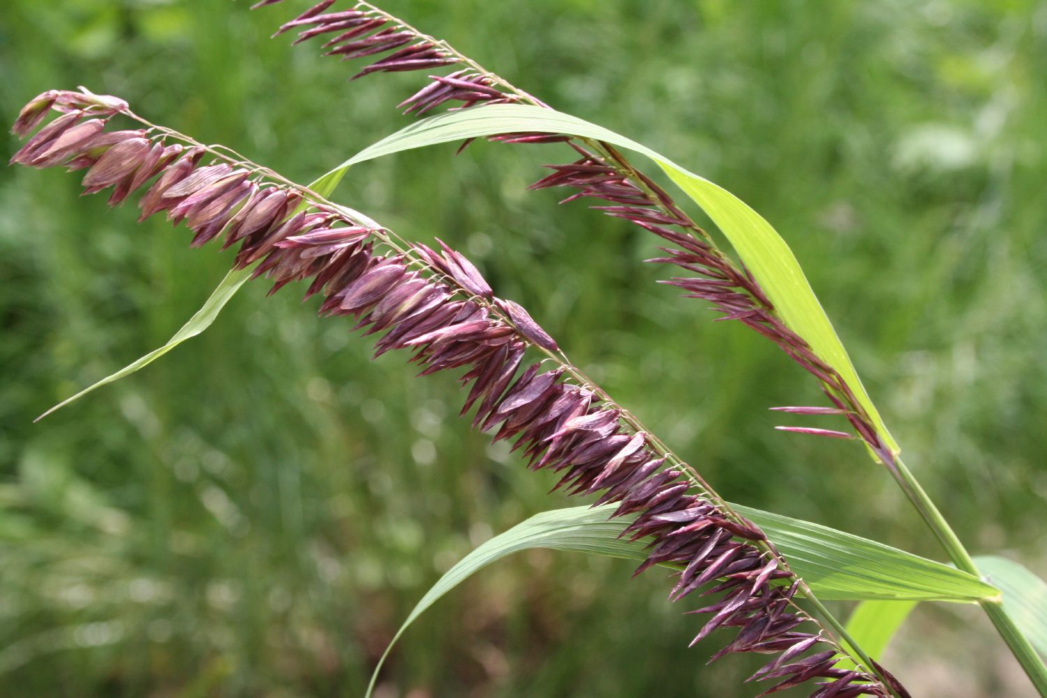 Melica altissima 'Atropurpurea' Garten-Perlgras