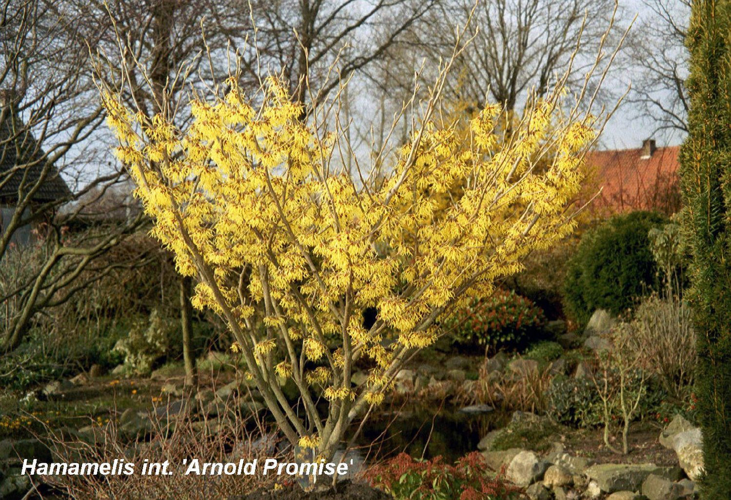 Hamamelis x intermedia 'Arnold Promise' Großblütige Zaubernuss