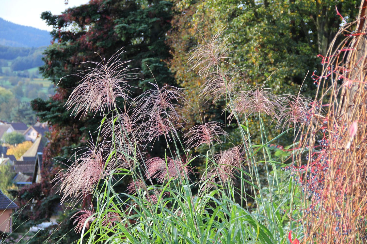 Miscanthus x giganteus 'Aksel Olsen' Riesen-Chinaschilf