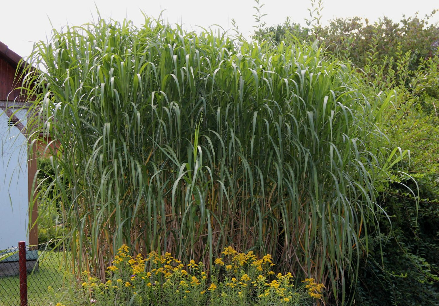 Miscanthus x giganteus 'Aksel Olsen' (Riesen-Chinaschilf)