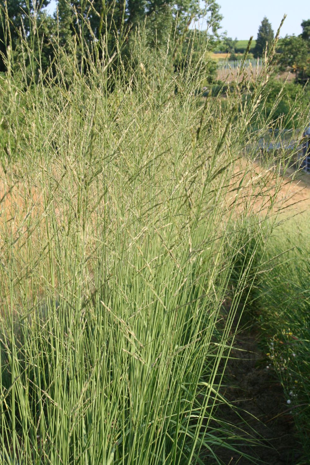 Molinia arundinacea 'Windspiel' Hohes Pfeifengras