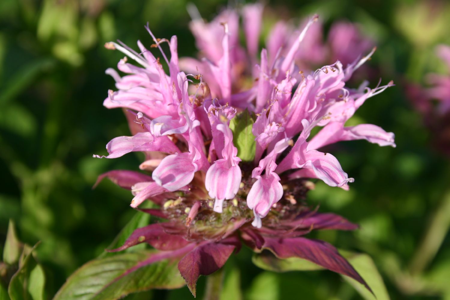 Monarda fistulosa 'Beauty of Cobham' Indianernessel