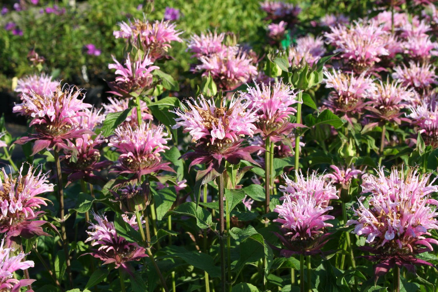 Monarda fistulosa 'Beauty of Cobham' (Indianernessel)