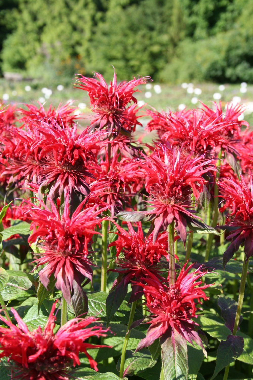 Monarda fistulosa 'Cambridge Scarlet' (Indianernessel)