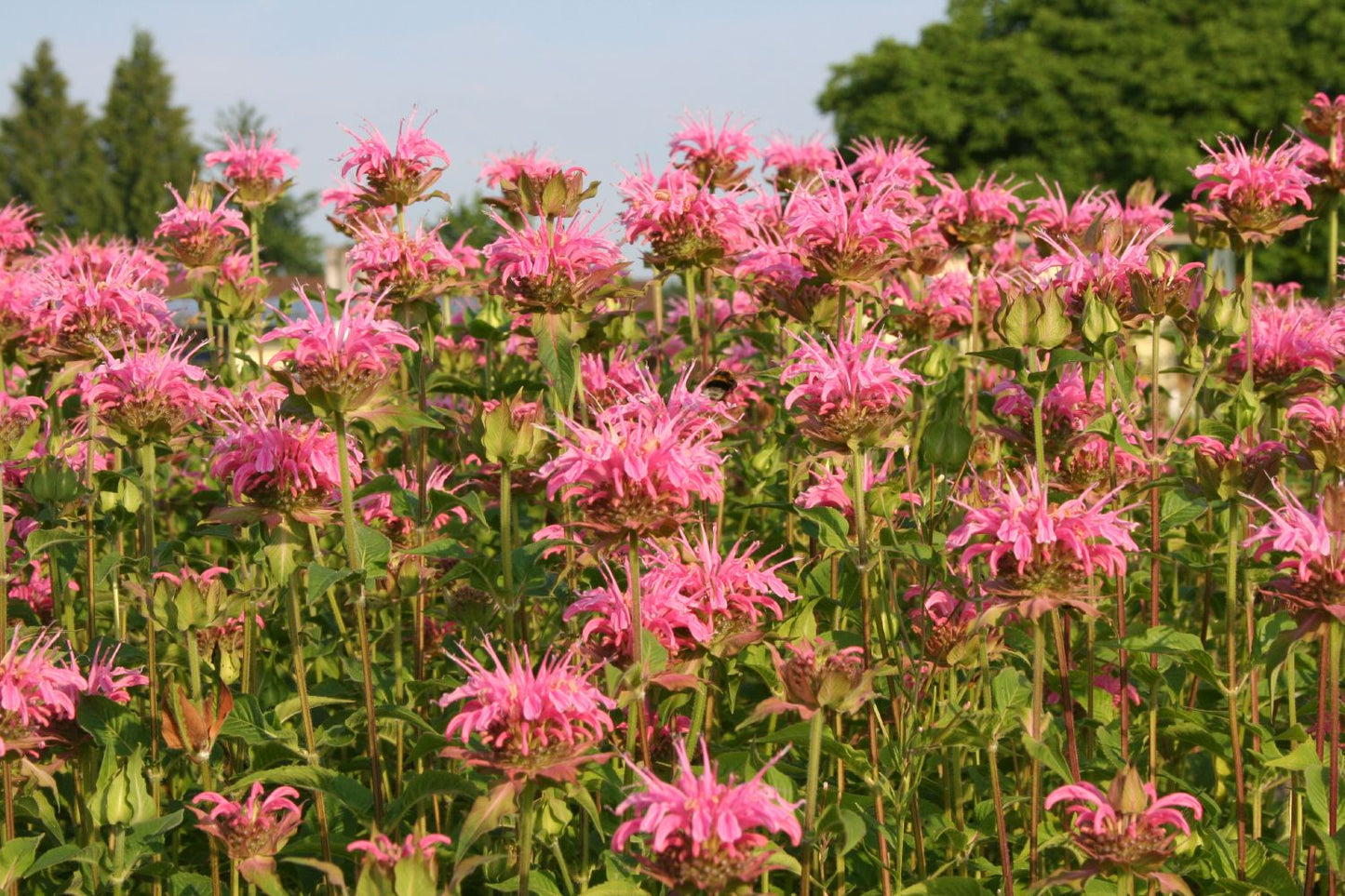 Monarda fistulosa 'Croftway Pink' (Indianernessel)