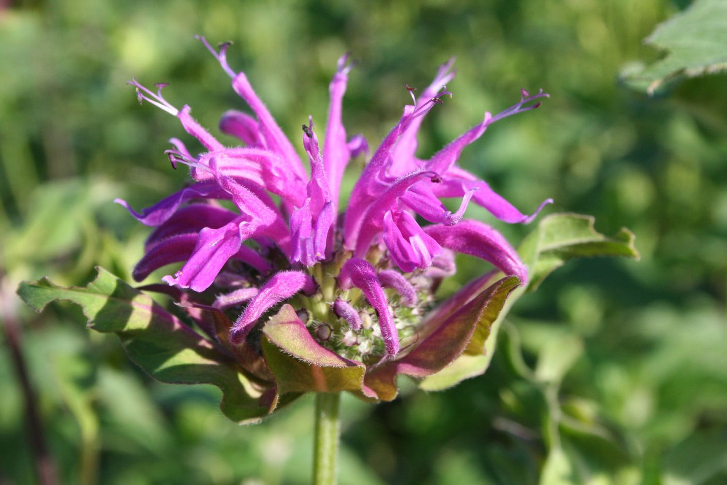Monarda fistulosa 'Prärienacht' (Indianernessel)